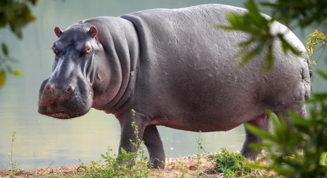 Hipopotamlar, "nesli en büyük tehlike altında olan hayvanlar" listesine alınabilir