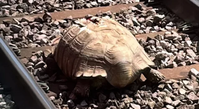 İngiltere'de tren raylarında 'dev tosbağa'
