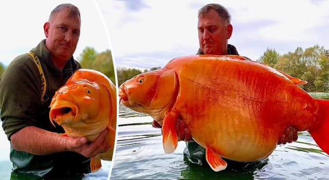 Olta atarken 30 kiloluk Japon balığı yakaladı