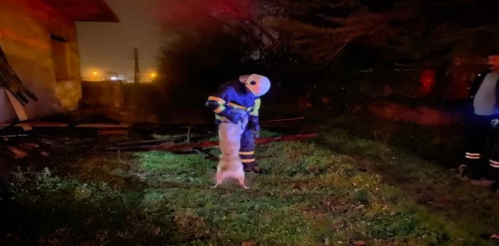 Düzce’de metruk binadaki yangında mahsur kalan köpek kurtarıldı