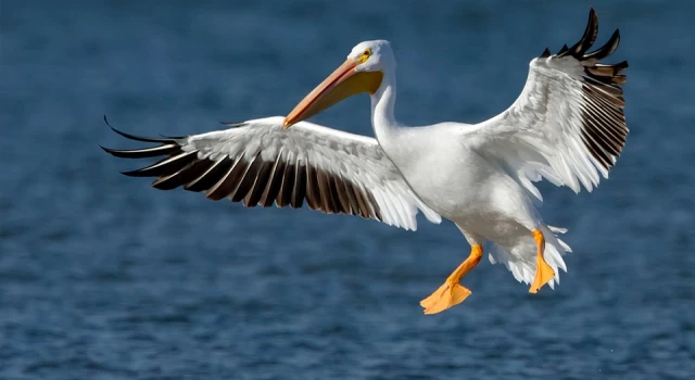 Peru'da kasım ayında kuş gribi nedeniyle en az 13 bin pelikan öldü