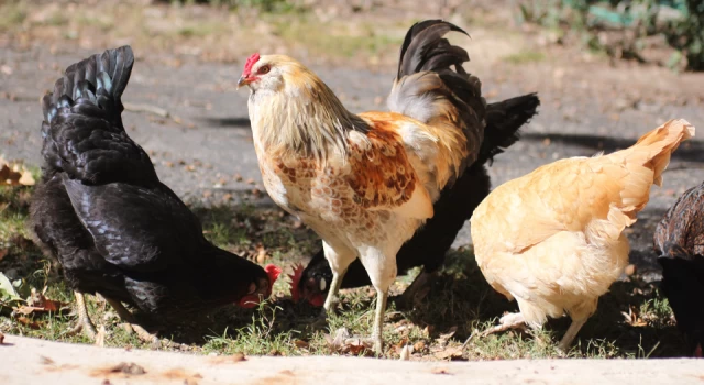 Japonya'da kuş gribini önlemek için 10 milyondan fazla tavuk öldürülecek