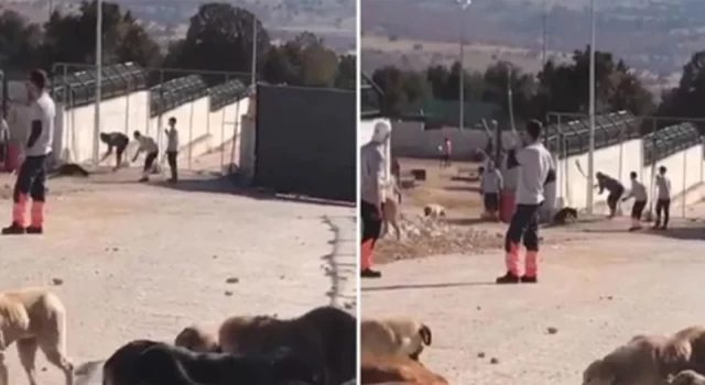 Konya barınağındaki köpek vahşetine 1 yıl 3 ay hapis cezası