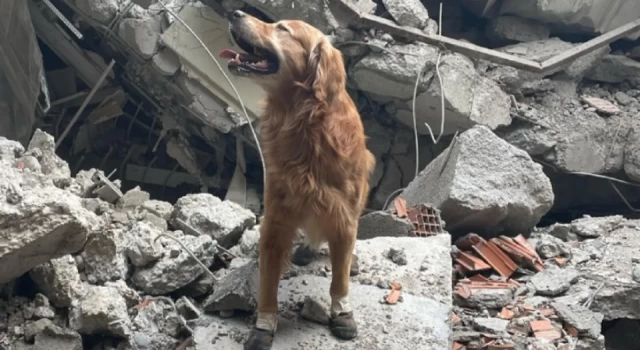İsveç ekibinin köpeği Killian enkaz altından 17 can kurtardı
