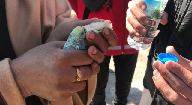 Küçük çocuk, 55 saat sonra enkazdan elinde tuttuğu muhabbet kuşuyla çıkarıldı