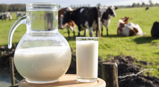 İnek sütü miktarı ocakta yüzde 4.4 arttı