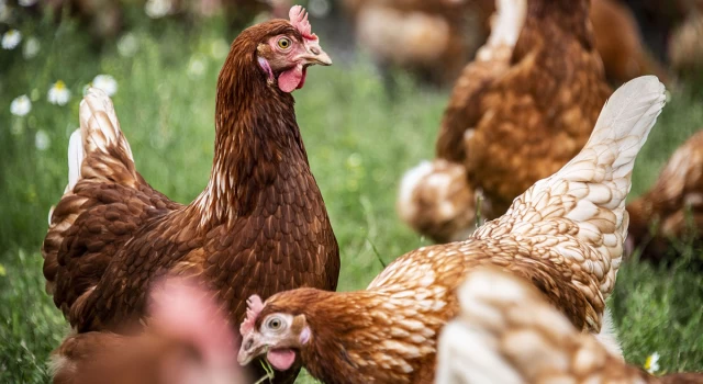 Kuş gribi nedeniyle 6,5 milyon tavuk öldürüldü