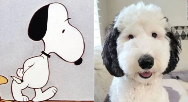 Gerçek Snoopy bulundu: Sosyal medyada viral oldu