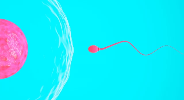 Sperm sayısını ve kalitesini neler etkiliyor?
