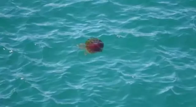 Çanakkale Boğazı'nda zehirli tehlike: Pusula denizanası