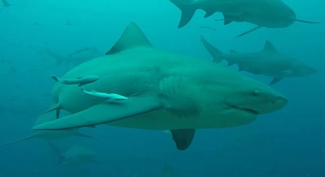 Akdeniz’de köpek balığı popülasyonu yüzde 97 azaldı