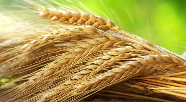 Buğday fiyatları 5 ayın zirvesini gördü