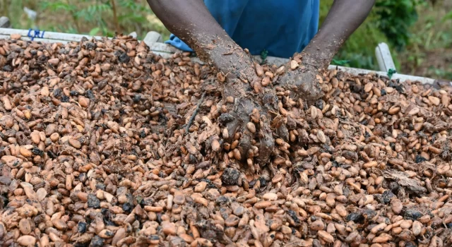 Dünyanın en büyük kakao üreticisi, ihracatı durdurdu