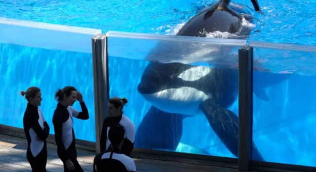 50 yıldır akvaryumda esir tutulan katil balina Lolita öldü