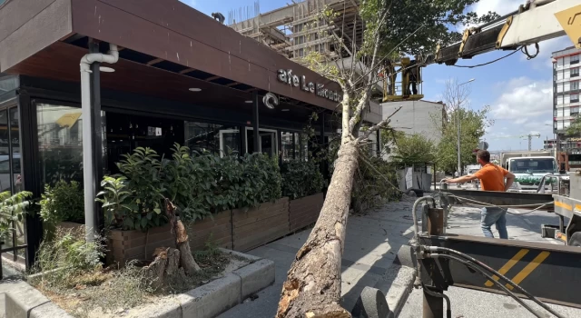 Arnavutköy'de çınar ağacı kafenin üzerine devrildi: Kıl payı kurtuldular