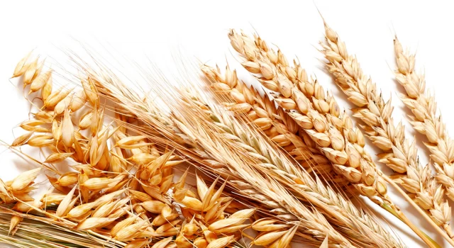 Buğday fiyatlarında yükseliş yüzde 3’u geçti