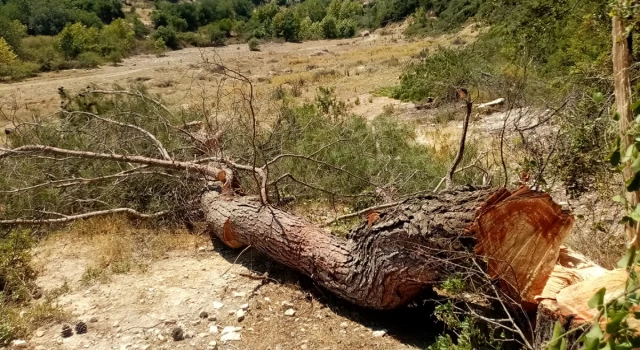 Çevreciler duyurdu: Akbelen’de ağaçların beşte üçü kesildi