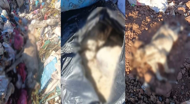 Diyarbakır'daki çöp depolama alanında onlarca ölü köpek bulundu