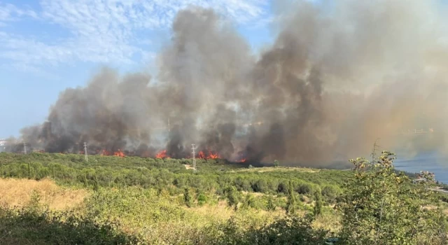 Gebze'deki TÜBİTAK'ta bulunan ormanlık alanda yangın çıktı