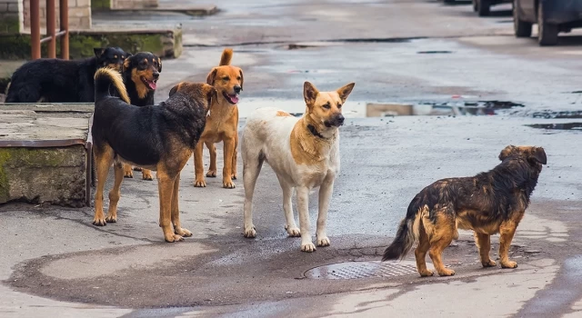 Sokak köpekleri komisyonu kuruldu: Komisyonun gündemi toplanma ve kısırlaştırma