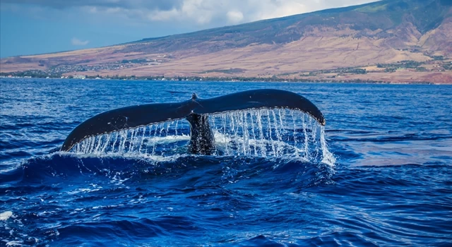 Mavi balinalar, yıllar önce yok edildikleri Hint Okyanusu'nun bir bölümünü tekrar yuva ediniyor