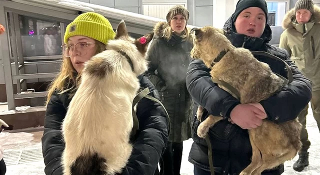 Rusya’da hayvanseverler, sokak köpeklerini ”hayvan uyutma” yasasının kabul edildiği bölgeden farklı yerlere taşıyorlar