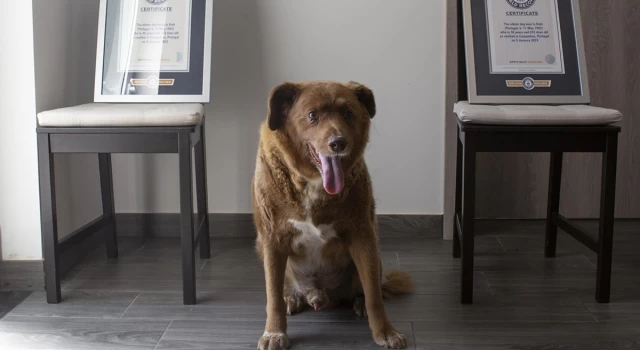 Bobi’nin ‘dünyanın en yaşlı köpeği’ unvanı iptal