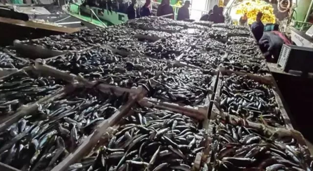 İstanbul'da 8 ton kaçak istavrit balığı ele geçirildi