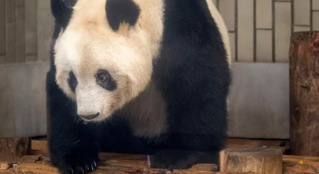 Japonya'nın en yaşlı pandası Tan Tan yaşama veda etti