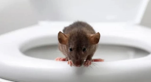Tuvalette gizlenen fare tarafından ısırılan adam ölümden döndü