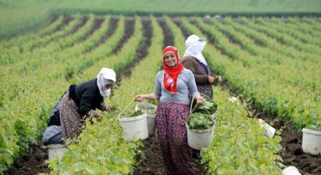 Tarım sektöründe çalışan kadınlar için CHP'li Gürer'den kanun teklifi