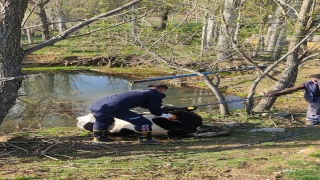Antalya’da sulama havuzuna düşen inek kurtarıldı