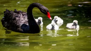 Çirkin ördek yavruları, Kuğulupark'ta ilk defa suya girdi