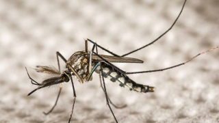 Hastalıkları yok etmek için genetiği değiştirilmiş sivrisinek projesi
