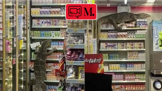 Tayland'da komodo ejderi bir süpermarkete daldı