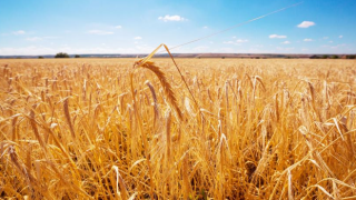 CHP'li Orhan Sarıbal: Buğday alım fiyatı arttırılmalı
