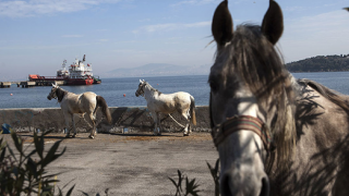 Erdoğan’a "kayıp atlar" yanıtı: 860 at sahiplendirildi
