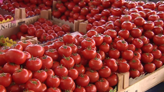 Rusya, Türkiye'den domates ithalat kotasını artırdı