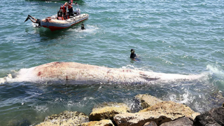 Sahile 8 metrelik oluklu balina vurdu