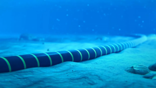 Google Firmina denizaltı kablosu kıtaları bağlayacak