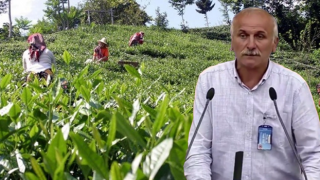 Rizeli çay üreticisi: Şirketleri üzerimize salmayın