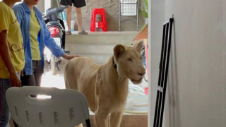 TikTok'ta videoları yayınlanan aslana el konuldu