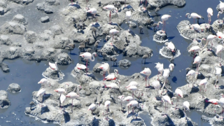 Tuz Gölü'nün flamingoları ilk kez yavruları ve yumurtalarıyla görüntülendi