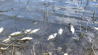 Alibeyköy Barajı'nda onlarca ölü balık kıyıya vurdu