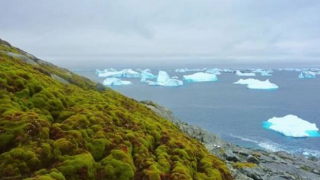 Antarktika'da yeni bir bitki türü keşfedildi