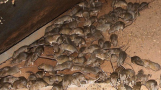 Avustralya'da fare istilası