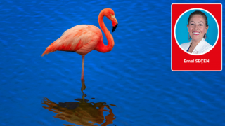 Emel Seçen susuzluktan ölen flamingoların çığlığını yazdı