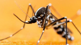 İstanbul’da ''Asya Kaplan Sivrisineği'' paniği…