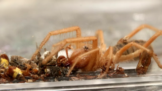 Kayseri'de ''sarıkız örümceği'' tedirginliği: Isırınca et koparabiliyorlar