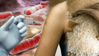 Koleraya çare pirinçten aşı
